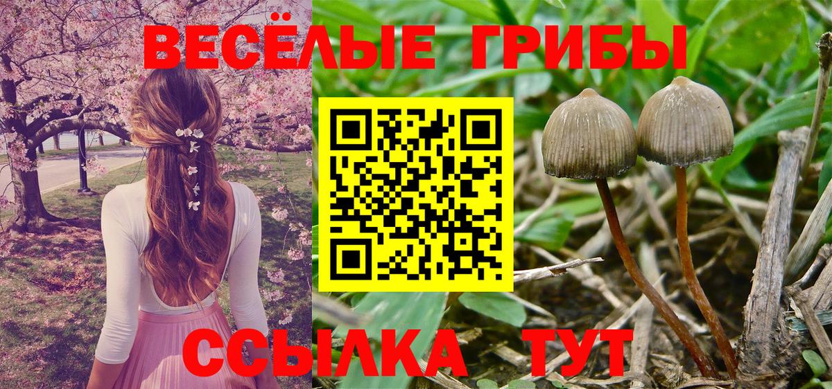 Куйбышев  закладка  Вход с VPN  Псилоцибиновые грибы Psilocybe 